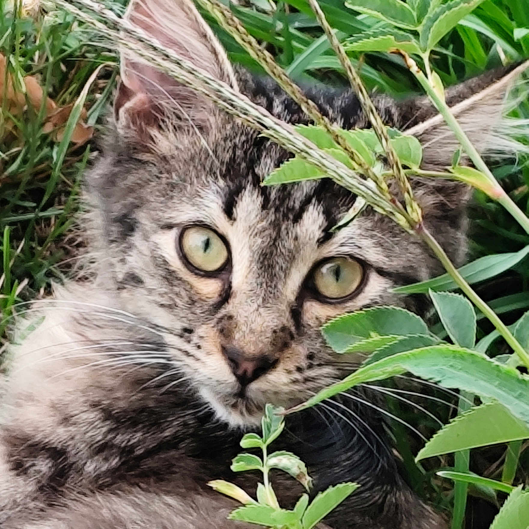 Simba a rejoint le concours — aidez-le/la à gagner de superbes lots ! alert, animal, camouflage, cat, close_up, curious, ears, feline, fur, grass, green_eyes, leaves, nature, outdoor, pet, portrait, tabby, whiskers, wildlife, young_cat