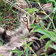 Simba participe au concours pour gagner de l'argent avec cette photo : cat, tabby, animal, greenery, grass, leaves, outdoor, nature, cute, pet, feline, wildlife, closeup, eyes, fur, camouflage, playful, relaxing, mammal, curious
