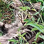 cat, tabby, animal, greenery, grass, leaves, outdoor, nature, cute, pet, feline, wildlife, closeup, eyes, fur, camouflage, playful, relaxing, mammal, curious