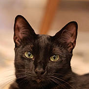 Tarot is registered to the contest to win money with this photo: cat, black_cat, green_eyes, close_up, pet, animal, feline, whiskers, ears, portrait, indoor, fur, looking, cute, mammal, domestic_animal, face, attention, soft_background, alert