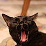 Tarot joined the competition — help win amazing prizes! black_cat, cat, yawning, tongue, pet, animal, feline, close_up, sleepy, indoor, whiskers, ears, fur, mouth, nose, relaxed, domestic_cat, cute, mammal, portrait