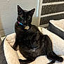 Tarot joined the competition — help win amazing prizes! black_cat, cat, pet_bed, indoor, relaxed, lying_down, feline, animal, domestic_cat, cozy, resting, collar, tag, bell, fur, whiskers, ears, tail, floor, vent