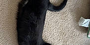 Tarot is registered to the contest to win money with this photo: black_cat, cat, pet, animal, feline, carpet, indoor, relaxing, stretching, sleeping, cozy, fur, whiskers, tail, paws, home, floor, domestic_animal, resting, cute