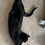 black_cat, cat, pet, animal, feline, carpet, indoor, relaxing, stretching, sleeping, cozy, fur, whiskers, tail, paws, home, floor, domestic_animal, resting, cute