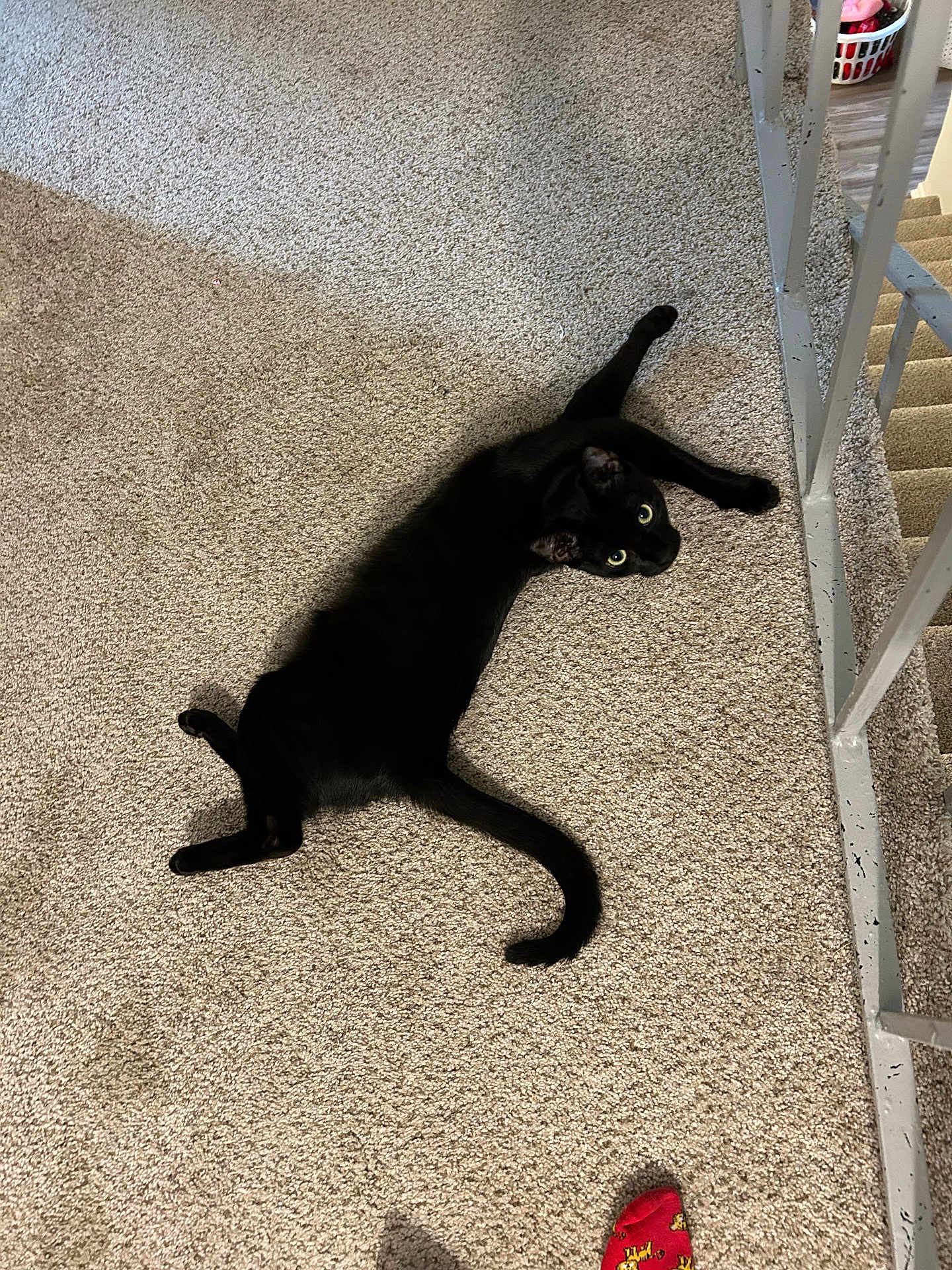 Tarot is registered to the contest to win money with this photo: black_cat, cat, carpet, indoor, stretching, pet, animal, floor, paw, curious, wide_eyes, feline, home, red_sock, footwear, stair_rail, metal_rail, shadow, relaxing, cozy