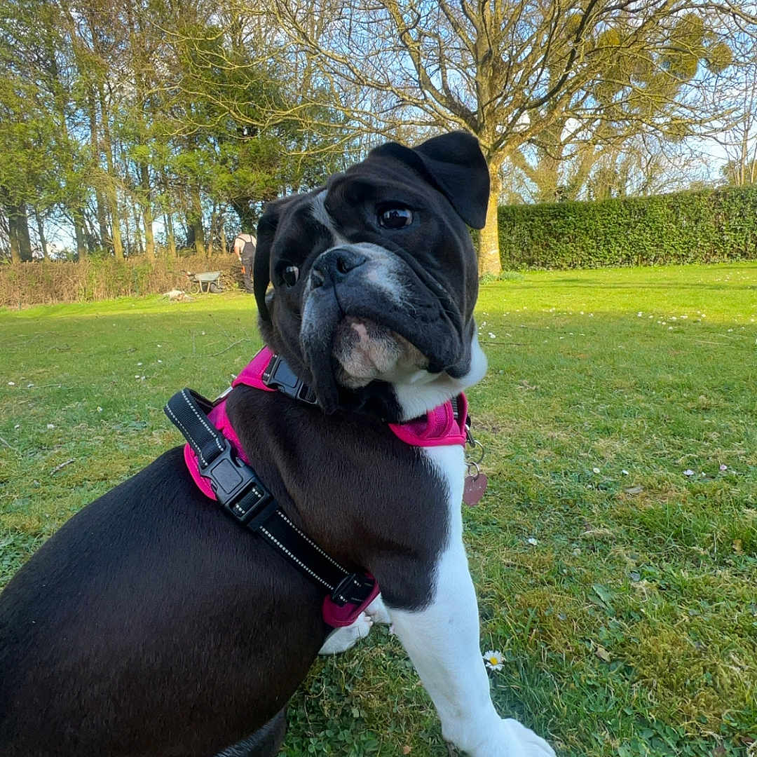 Vaïna a rejoint le concours — aidez-le/la à gagner de superbes lots ! accessories, animal, boxer, bulldog, canine, dog, field, frenchbulldog, grass, grassland, land, nature, outdoors, park, pet, plant, puppy, tree, vegetation, woodland