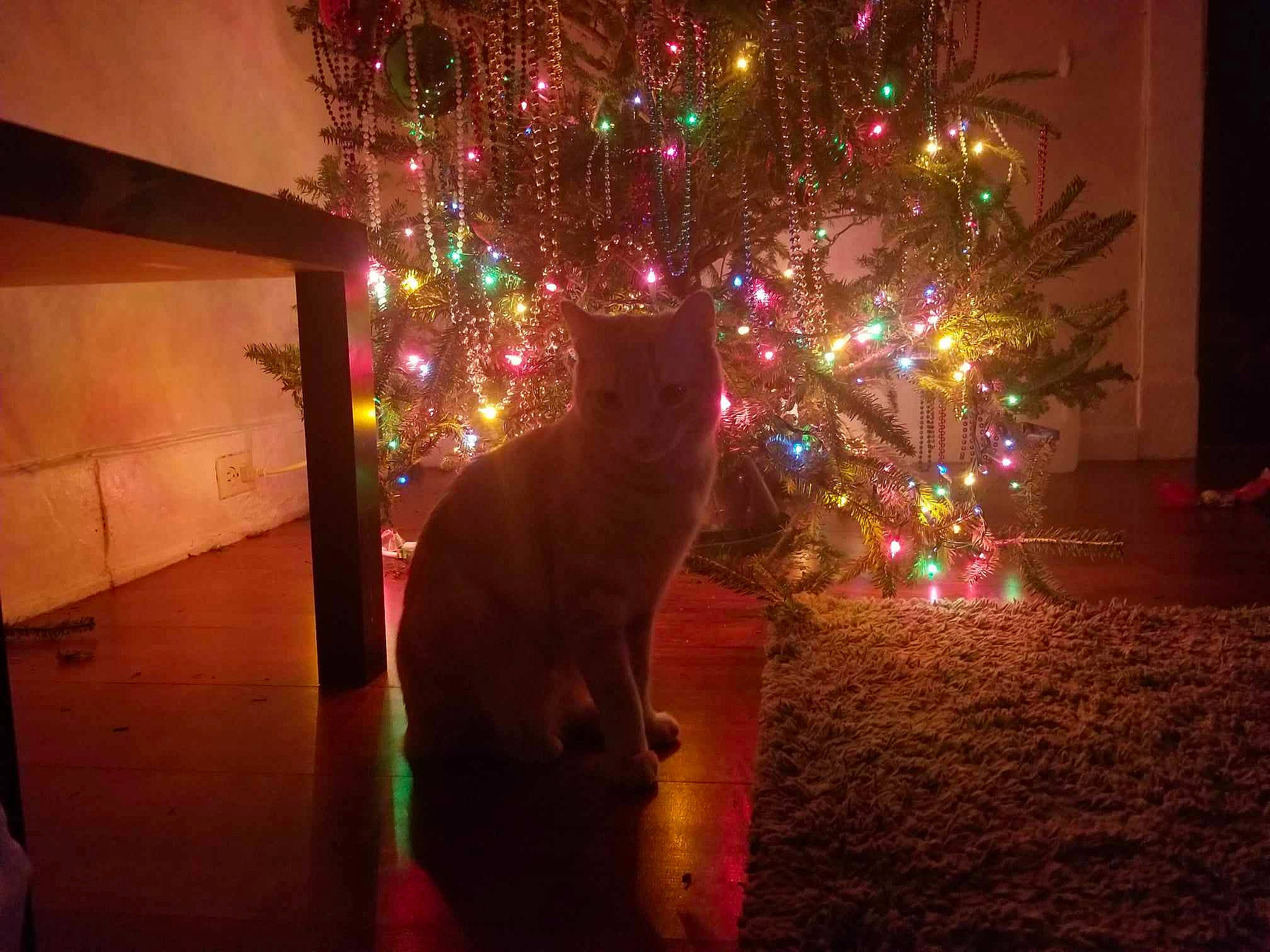 Saffron joined the competition — help win amazing prizes! carnivore, cat, christmas, christmas_decoration, christmas_ornament, christmas_tree, event, evergreen, felidae, fun, holiday, magenta, midnight, ornament, plant, small_to_medium_sized_cats, tints_and_shades, tree, window, wood