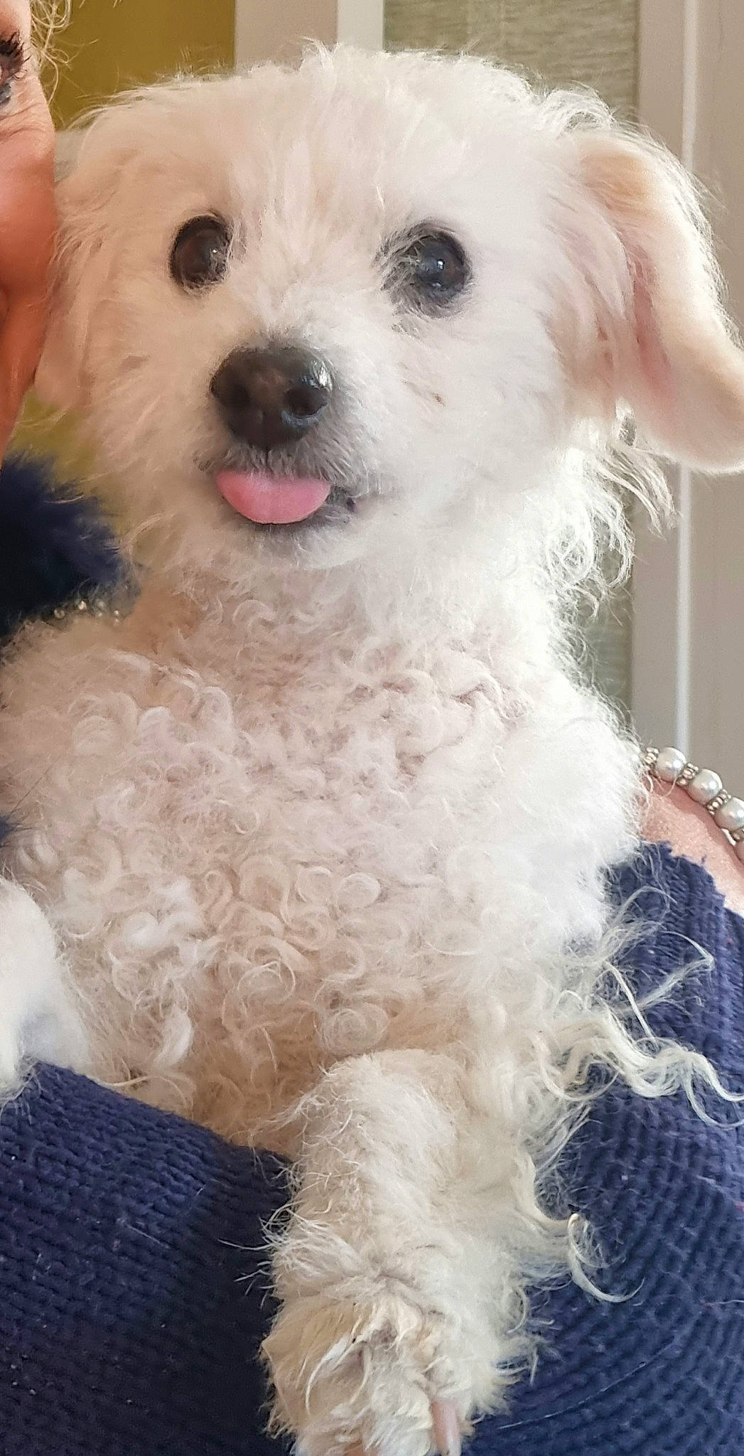 Ponpon participe au concours pour gagner de l'argent avec cette photo : blue, carnivore, companion_dog, dog, dog_breed, ear, fur, maltepoo, non_sporting_group, poodle, snout, toy_dog, working_animal