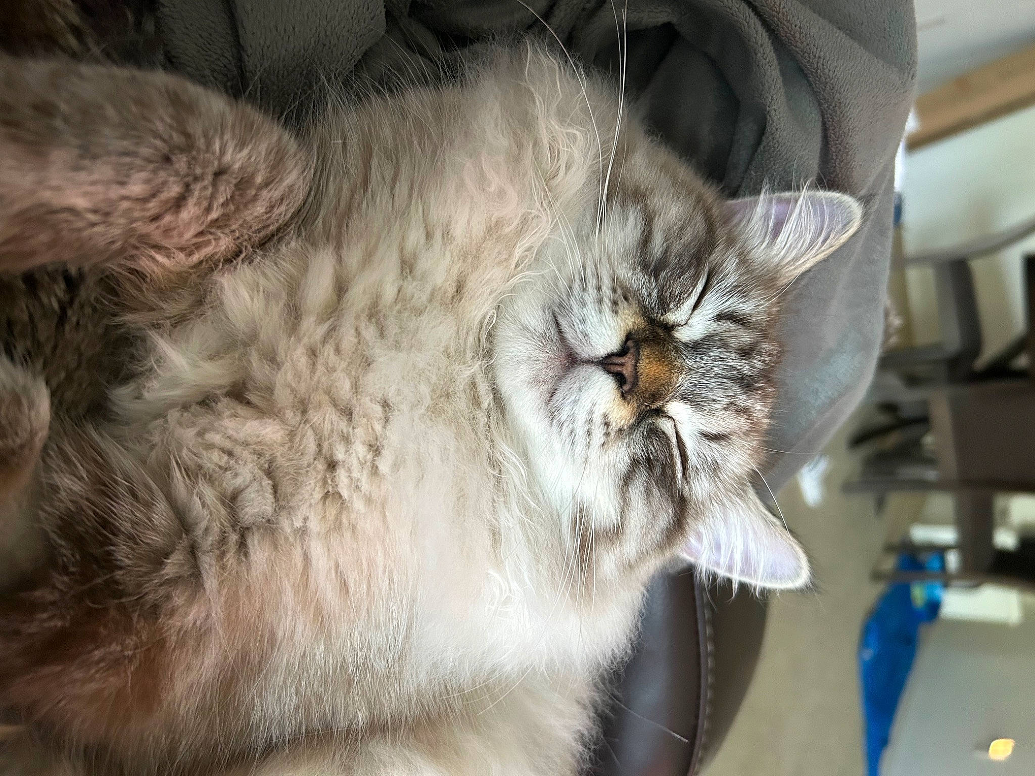 Gibby is registered to the contest to win money with this photo: carnivore, cat, claw, close_up, domestic_short_haired_cat, felidae, fur, paw, plant, small_to_medium_sized_cats, snout, terrestrial_animal, whiskers