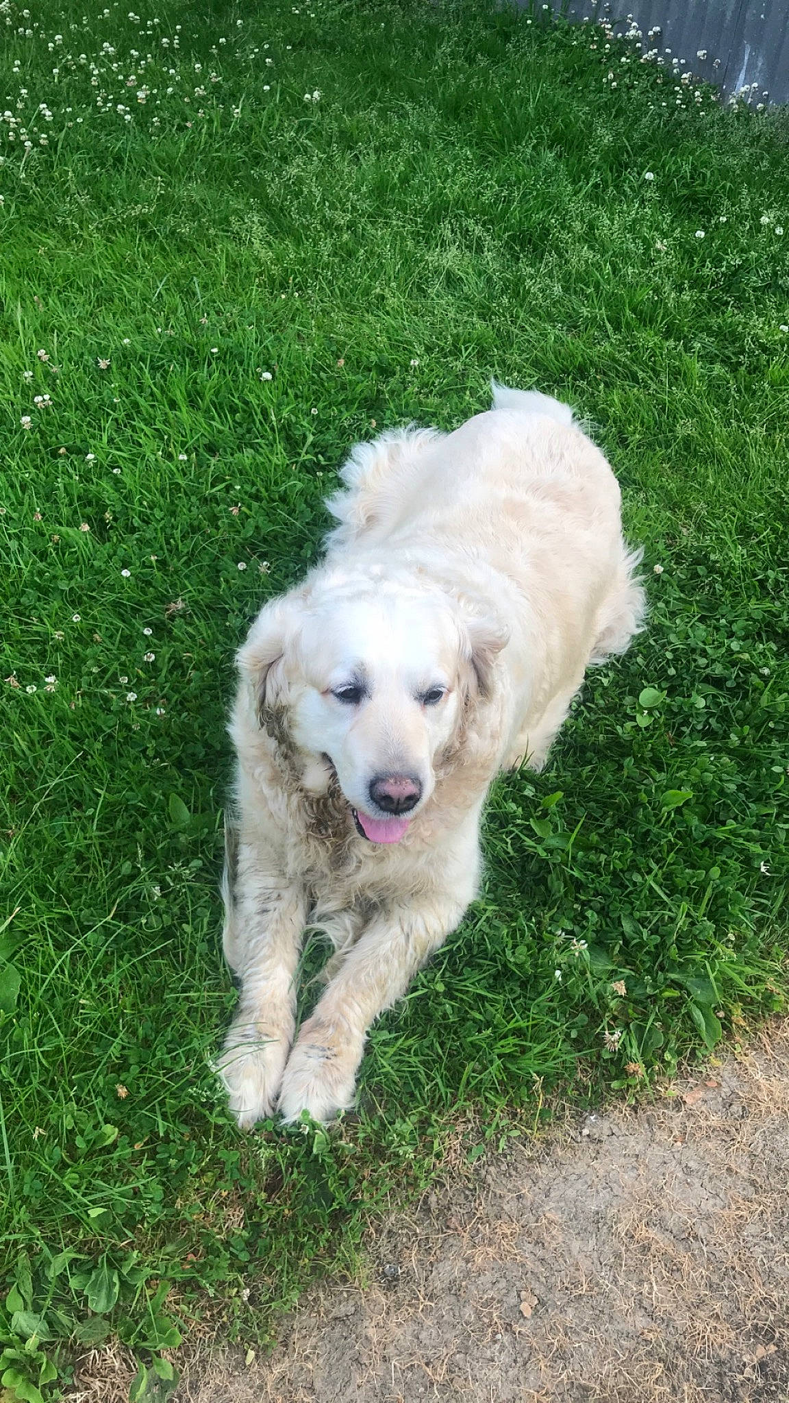 Fiona participe au concours pour gagner de l'argent avec cette photo : akbash_dog, canidae, carnivore, companion_dog, dog, dog_breed, golden_retriever, grass, great_pyrenees, kuvasz, livestock_guardian_dog, mammal, maremma_sheepdog, mucuchies, polish_tatra_sheepdog, puppy, retriever, slovak_cuvac, sporting_group, vertebrate