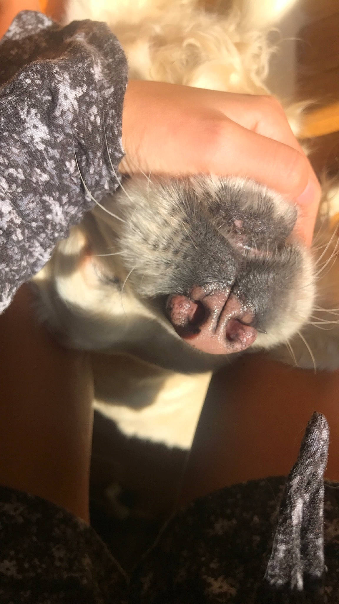 Fiona participe au concours pour gagner de l'argent avec cette photo : nose, snout, whiskers