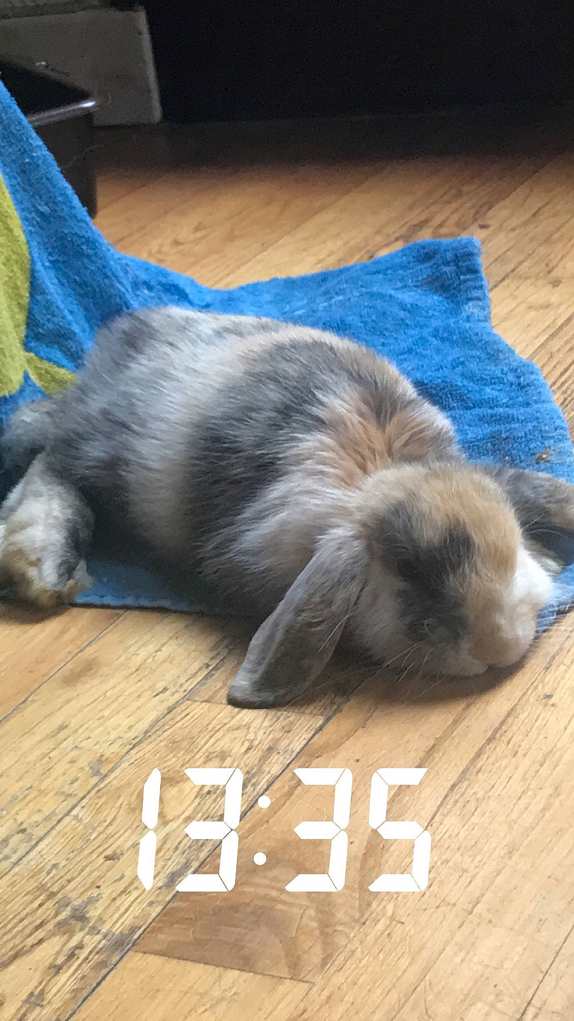 Chouquette a rejoint le concours — aidez-le/la à gagner de superbes lots ! canidae, carnivore, cat, domestic_rabbit, fawn, felidae, fur, nap, paw, rabbit, rabbits_and_hares, small_to_medium_sized_cats, tail, whiskers