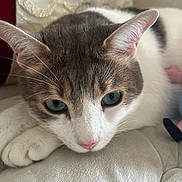 Cookie participe au concours pour gagner de l'argent avec cette photo : animal, cat, close_up, cushion, cute, domestic_cat, feline, fur, gray, green_eyes, indoors, pet, pink_nose, portrait, relaxed, resting, sleepy, soft_texture, whiskers, white