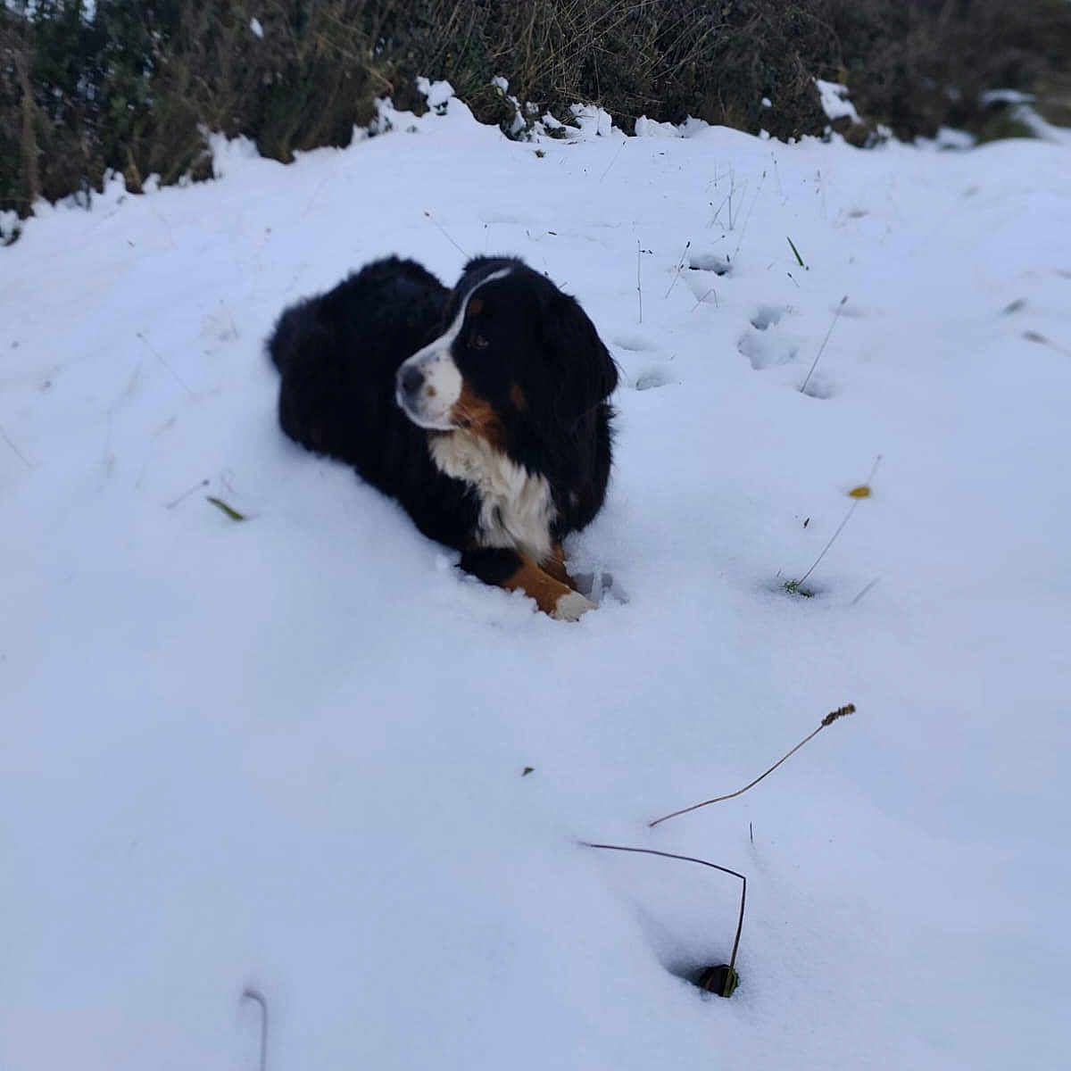 Missy a rejoint le concours — aidez-le/la à gagner de superbes lots ! animal, black, brown, calm, canine, cold, dog, field, fur, grass, landscape, laying, nature, outdoor, pet, quiet, resting, snow, white, winter
