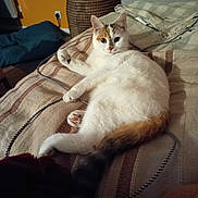 Malice participe au concours pour gagner de l'argent avec cette photo : cat, calico, indoor, blanket, striped, cozy, feline, pet, animal, resting, curious, wide_eyes, tail, paw, fur, homedecor, woven_basket, couch, relaxed, warm_lighting