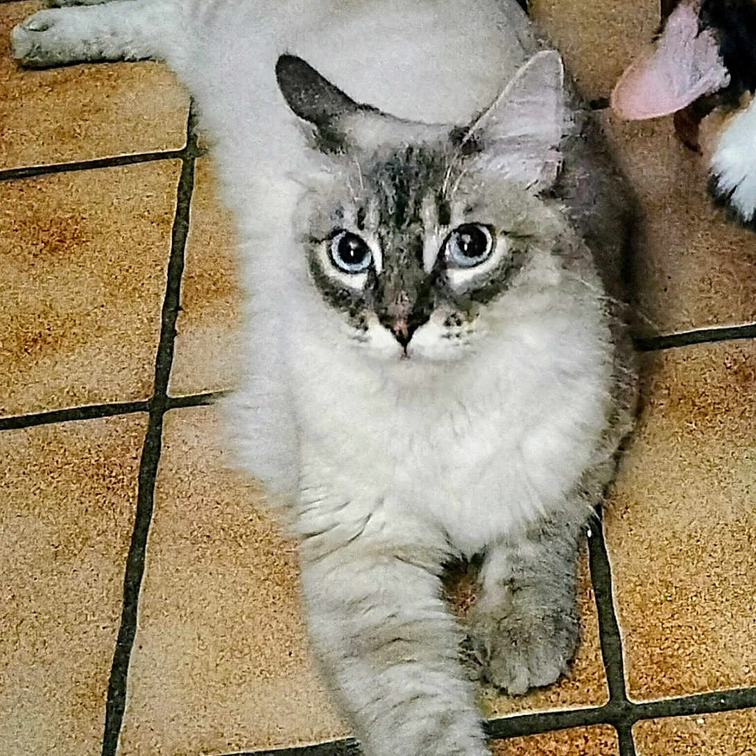 Zouzouil participe au concours pour gagner de l'argent avec cette photo : abyssinian, accessories, angora, animal, canine, cat, dog, hardwood, kitten, leash, manx, pet, plywood, siamese, slate, strap, tile, wood