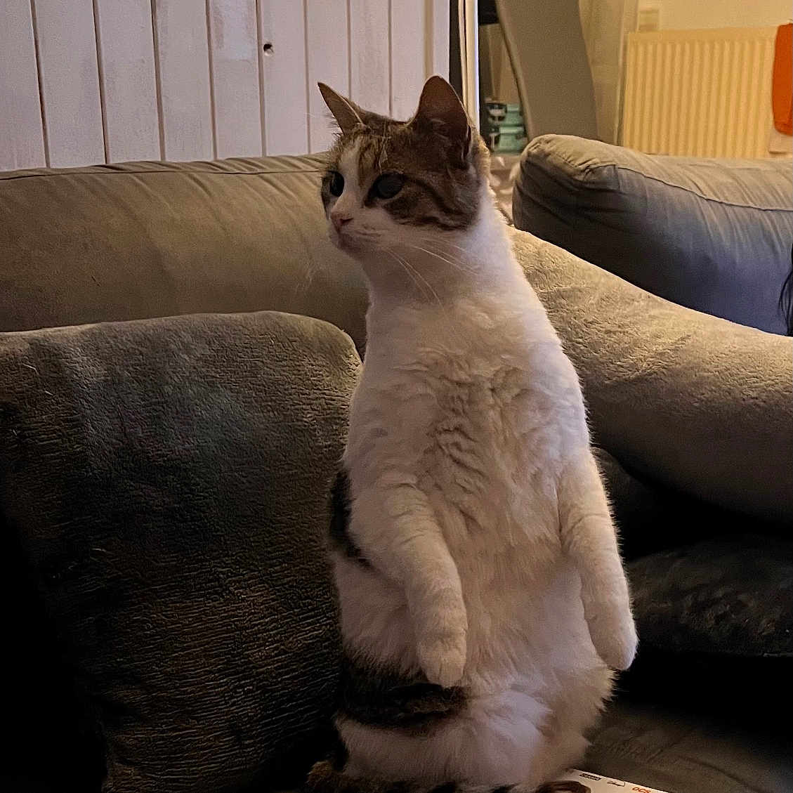 Rimelle participe au concours pour gagner de l'argent avec cette photo : animal, architecture, building, cat, chair, couch, cushion, furniture, homedecor, indoors, interiordesign, kitten, lamp, livingroom, manx, person, pet, pillow, room, table