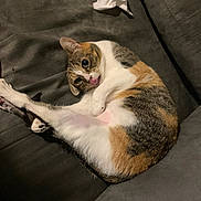 Jupiter is registered to the contest to win money with this photo: cat, calico, pet, animal, feline, cute, tongue_out, resting, couch, indoor, fur, whiskers, paw, relaxed, laying_down, domestic, sleepy, home, tissue, cozy