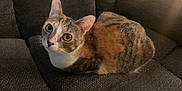 Jupiter joined the competition — help win amazing prizes! cat, calico, pet, animal, feline, indoor, couch, furniture, loaf_position, looking_up, whiskers, ears, fur_pattern, cozy, domestic, cute, alert, sitting, eyes, home