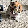 Jupiter is registered to the contest to win money with this photo: cat, calico_cat, carpet, indoor, pet, animal, curious, crouching, fur, whiskers, tail, chair_wheel, floor, domestic_cat, four_legs, mammal, feline, looking, alert, playful