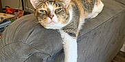 Jupiter is registered to the contest to win money with this photo: animal, blanket, calico, cat, closeup, couch, floor, furniture, gaming_controllers, home, indoor, living_room, paw, pet, relaxed, snack, stretching, table, wall, wooden_floor