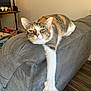 Jupiter is registered to the contest to win money with this photo: cat, calico, couch, living_room, stretching, paw, relaxed, furniture, pet, indoor, floor, wooden_floor, table, gaming_controllers, snack, blanket, wall, closeup, animal, home