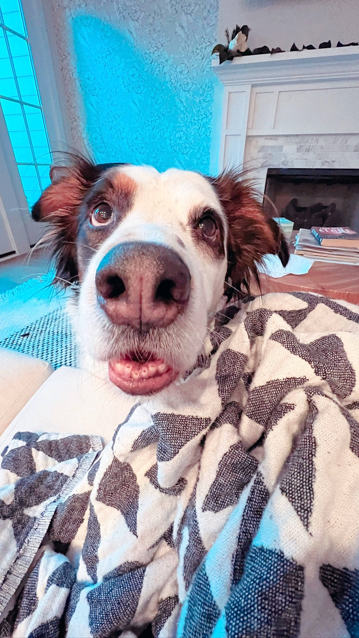 Jethro is registered to the contest to win money with this photo: bedding, blanket, blue, canidae, carnivore, comfort, companion_dog, dog, dog_breed, fawn, fur, happy, linens, pattern, plaid, snout, spaniel, sporting_group, whiskers, working_animal