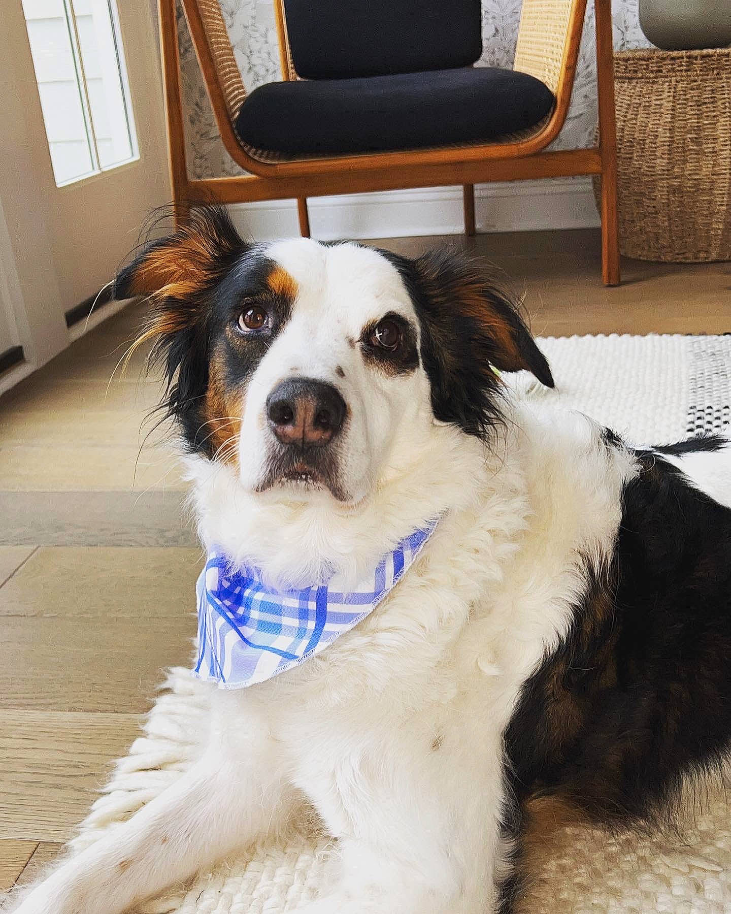 Jethro is registered to the contest to win money with this photo: carnivore, chair, collar, companion_dog, dog, dog_breed, dog_collar, door, flooring, fur, gun_dog, hardwood, picture_frame, spaniel, sporting_group, toy_dog, whiskers, window, wood, working_animal