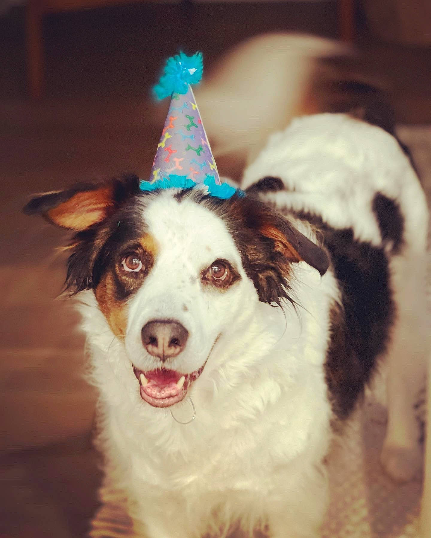 Jethro is registered to the contest to win money with this photo: art, carnivore, collar, companion_dog, costume_hat, dog, dog_breed, dog_collar, dog_supply, fur, happy, hat, herding_dog, party_hat, smile, snout, sporting_group, toy_dog, whiskers, working_animal
