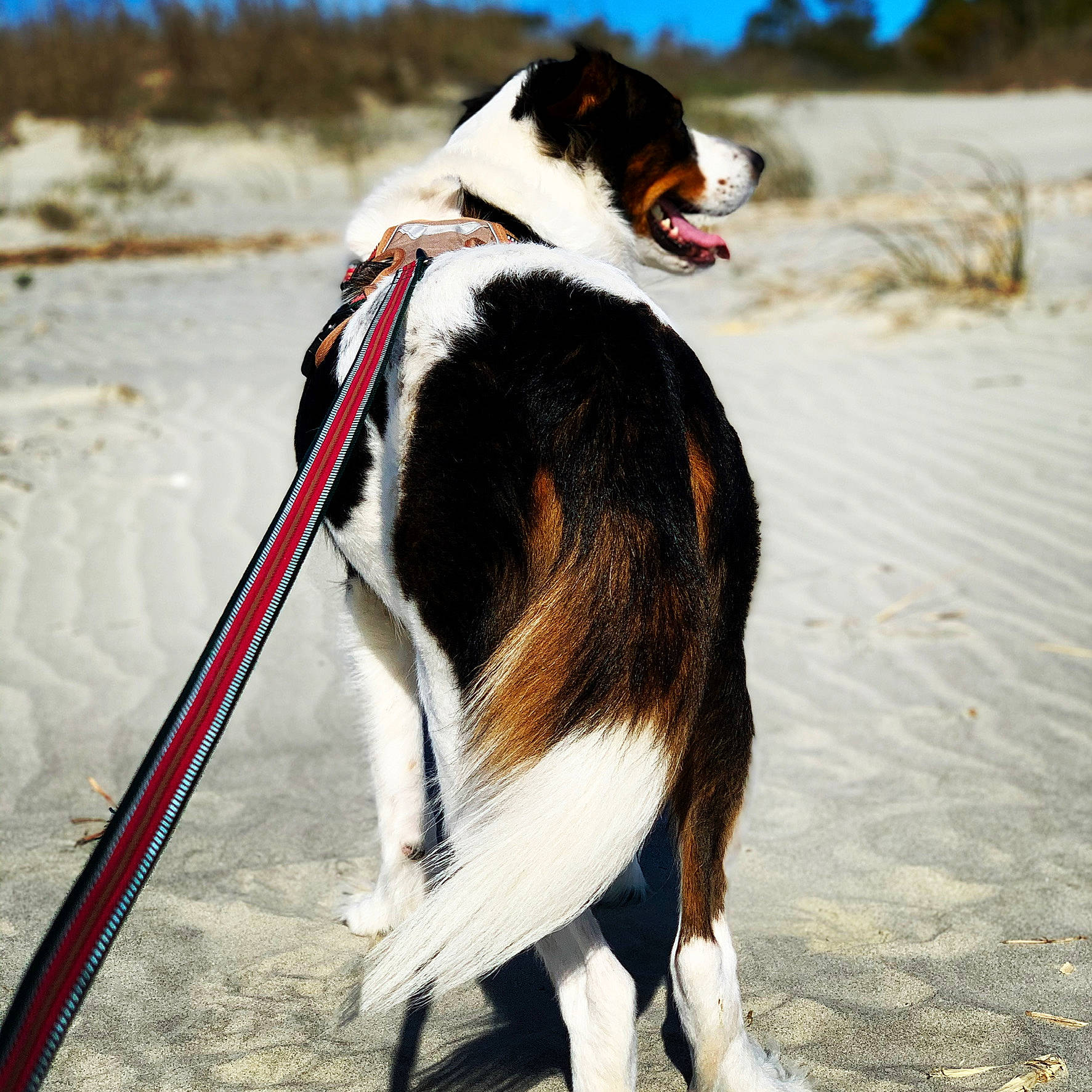 Jethro is registered to the contest to win money with this photo: adventure, canidae, carnivore, collar, companion_dog, dog, dog_breed, dog_collar, dog_supply, dog_walking, fashion_accessory, fur, leash, pet_supply, recreation, sky, snout, sporting_group, tail, walking