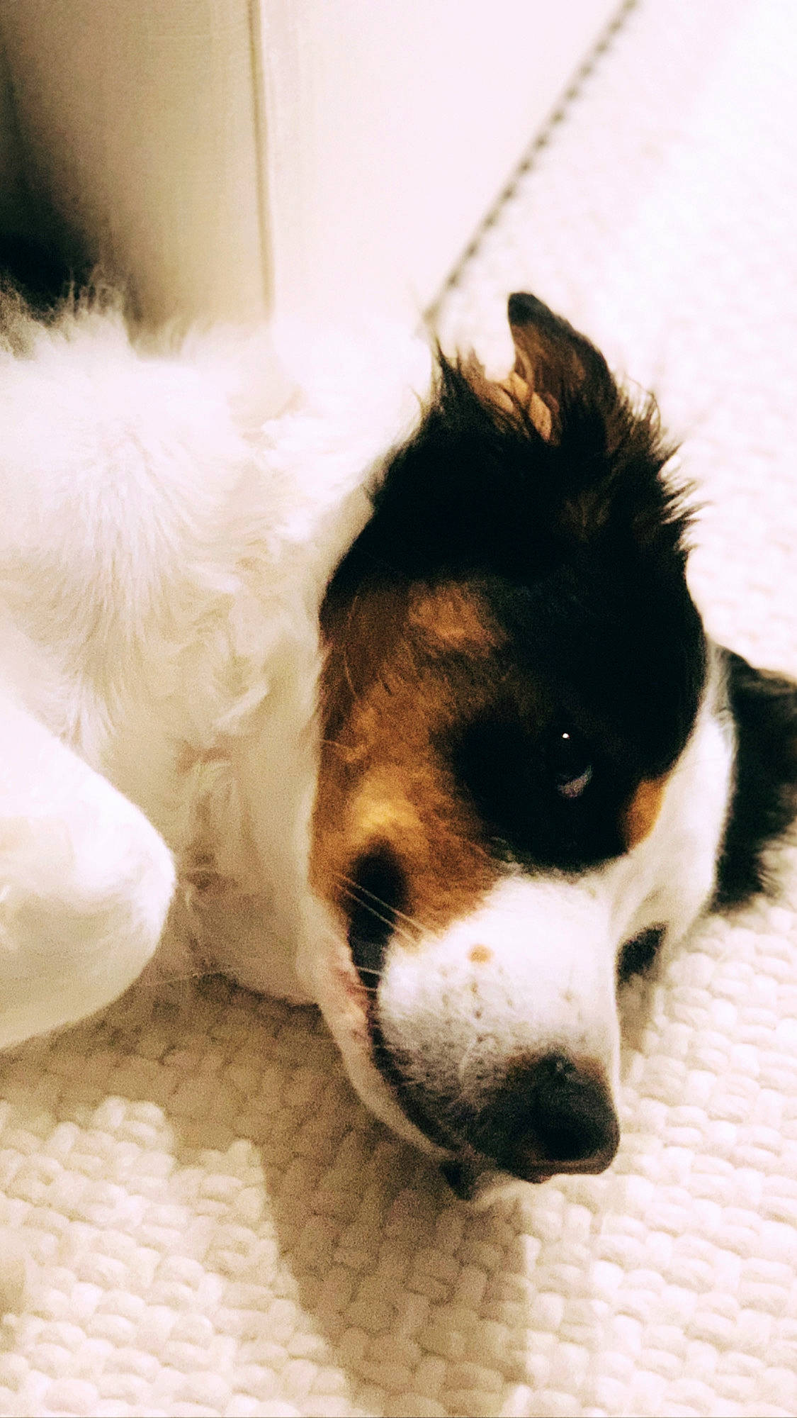 Jethro is registered to the contest to win money with this photo: ball, canidae, carnivore, companion_dog, dog, dog_breed, fur, herding_dog, paw, snout, sporting_group, terrestrial_animal, toy, toy_dog, whiskers, working_animal, working_dog