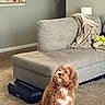 dog, pet, curly_hair, brown_and_white, sitting, indoor, living_room, carpet, couch, blanket, robot_vacuum, furniture, home, portrait, looking_up, fluffy, long_ears, collar, relaxed, photography