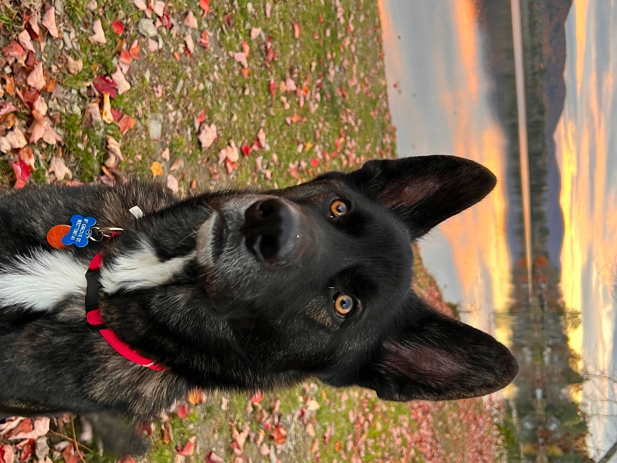 Max joined the competition — help win amazing prizes! borador, canidae, carmine, carnivore, collar, dog, dog_breed, dog_collar, electric_blue, fashion_accessory, fur, grass, guard_dog, herding_dog, pet_supply, plant, snout, sporting_group, working_animal, working_dog