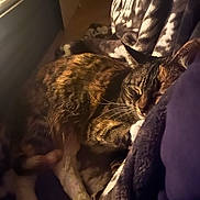 Lilly joined the competition — help win amazing prizes! cat, tabby, sleeping, cozy, blanket, indoor, pet, fur, resting, warm_lighting, animal, domestic, cute, relaxed, close_up, soft_texture, pattern, whiskers, paws, comfort