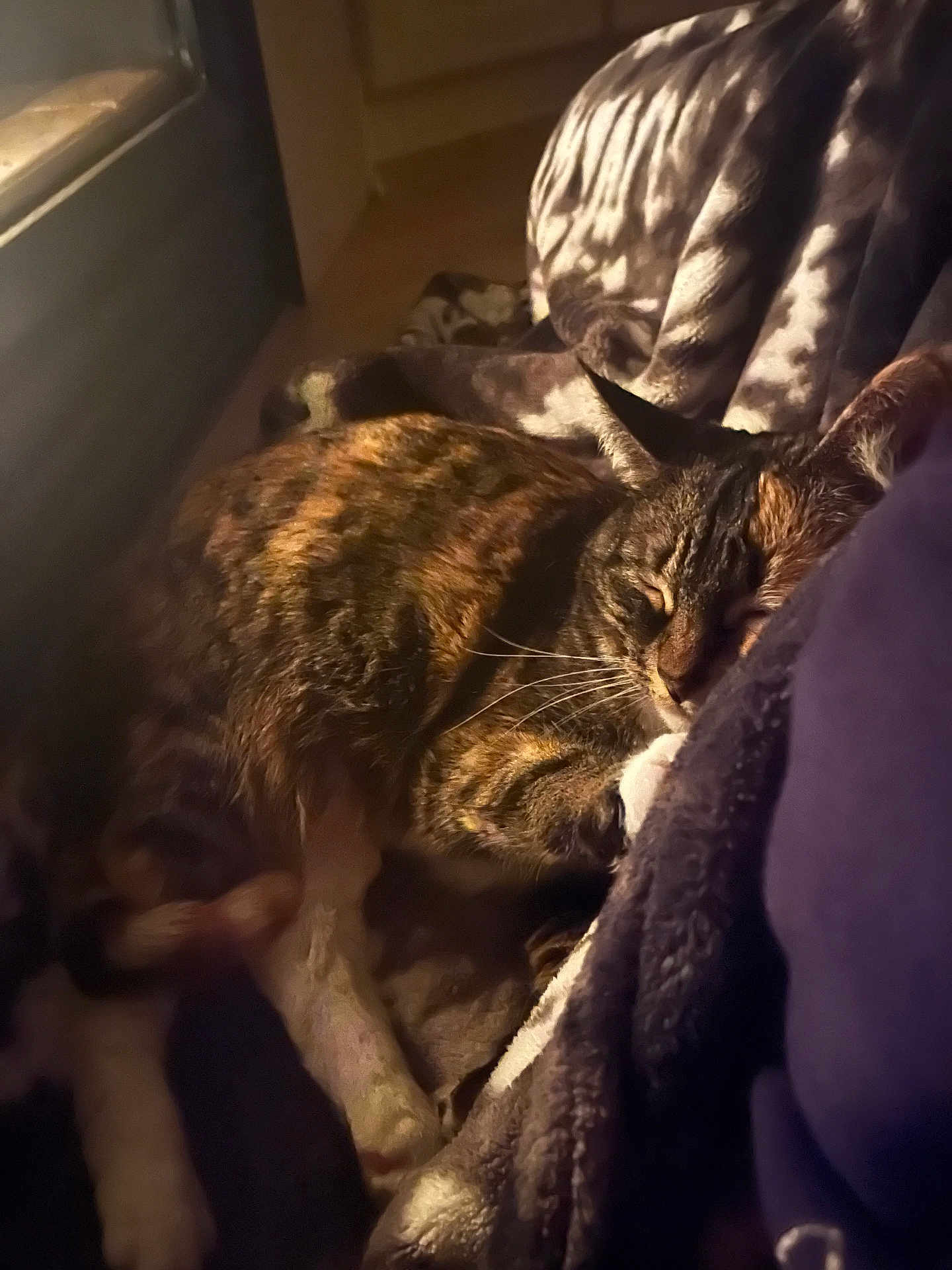 Lilly joined the competition — help win amazing prizes! cat, tabby, sleeping, cozy, blanket, indoor, pet, fur, resting, warm_lighting, animal, domestic, cute, relaxed, close_up, soft_texture, pattern, whiskers, paws, comfort