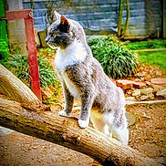 Grayson Burnette is registered to the contest to win money with this photo: alert, animal, backyard, cat, curious, daylight, ears, fence, fur, garden, gray_cat, greenery, mammal, nature, outdoor, pet, standing, tree_branch, whiskers, white_cat