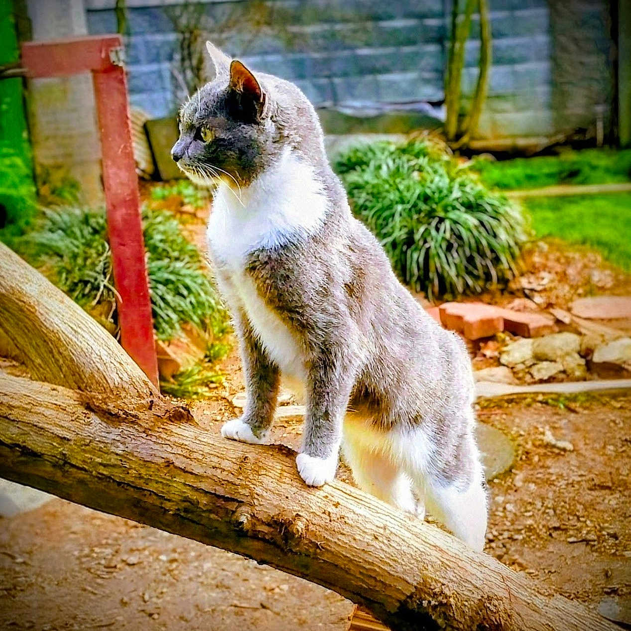 Grayson Burnette is registered to the contest to win money with this photo: alert, animal, backyard, cat, curious, daylight, ears, fence, fur, garden, gray_cat, greenery, mammal, nature, outdoor, pet, standing, tree_branch, whiskers, white_cat