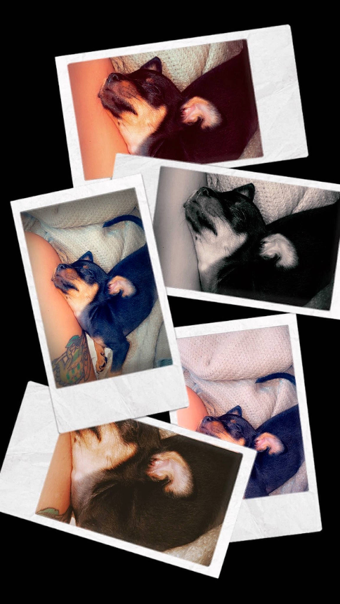 Mollie is registered to the contest to win money with this photo: art, beauty, black, cat, collage, comfort, felidae, flash_photography, font, gesture, graphic_design, photograph, photographic_paper, room, small_to_medium_sized_cats, snapshot, stock_photography, textile, visual_arts, white