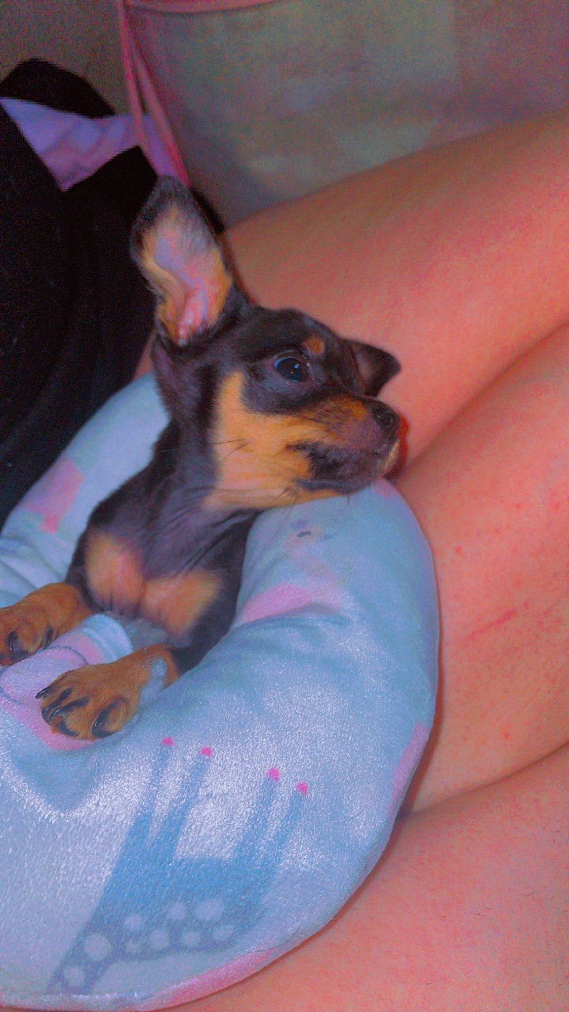 Mollie joined the competition — help win amazing prizes! canidae, carnivore, comfort, companion_dog, dog, dog_breed, dog_supply, fawn, human_leg, nail, paw, pinscher, prazsky_krysarik, russkiy_toy, snout, sporting_group, toy_dog, whiskers, working_animal, wrist