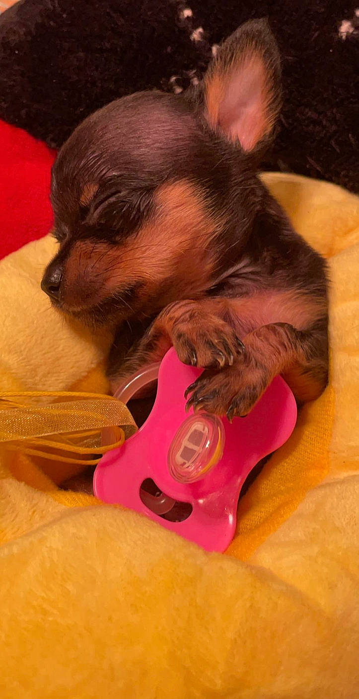 Mollie is registered to the contest to win money with this photo: canidae, carnivore, chihuahua, comfort, companion_dog, dog, dog_bed, dog_breed, dog_supply, ear, fawn, felidae, guitar, musical_instrument, paw, pet_supply, snout, string_instrument, toy_dog, whiskers
