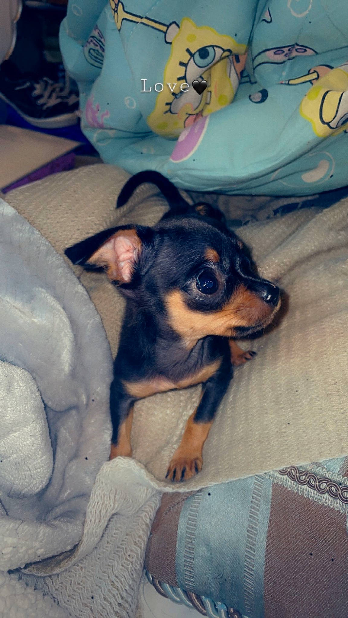 Mollie is registered to the contest to win money with this photo: canidae, carnivore, chihuahua, coffee_cup, comfort, companion_dog, dog, dog_breed, fur, mug, paw, puppy, russkiy_toy, serveware, sporting_group, tableware, toy_dog, whiskers