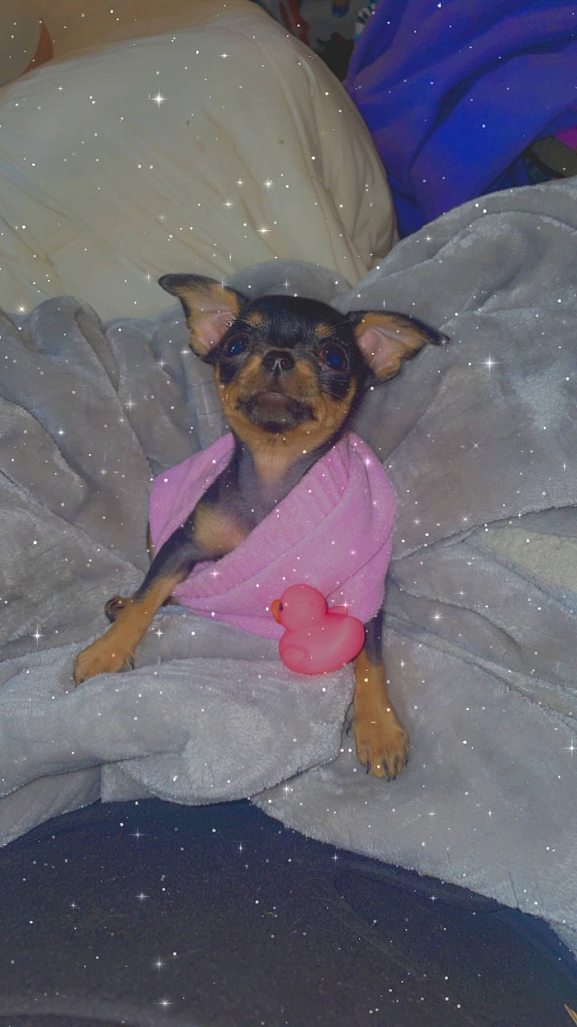 Mollie is registered to the contest to win money with this photo: canidae, carnivore, companion_dog, dog, dog_breed, fawn, fictional_character, foot, fun, fur, head, magenta, paw, pink, snout, sporting_group, toy_dog, whiskers