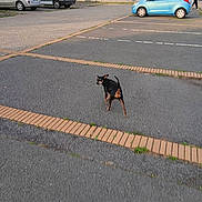 Chanelle participe au concours pour gagner de l'argent avec cette photo : dog, parking_lot, car, sidewalk, asphalt, outdoor, pet, animal, small_dog, black_dog, brown_dog, walking, urban, vehicle, person, daytime, curious, looking_back, pavement, sunlight