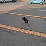 dog, parking_lot, car, sidewalk, asphalt, outdoor, pet, animal, small_dog, black_dog, brown_dog, walking, urban, vehicle, person, daytime, curious, looking_back, pavement, sunlight
