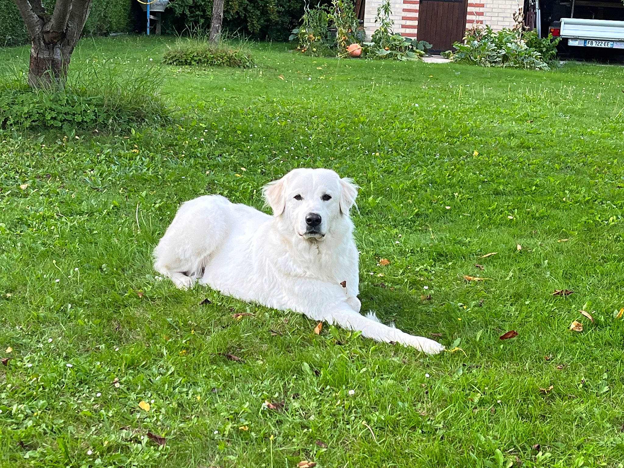 Sally participe au concours pour gagner de l'argent avec cette photo : carnivore, cockatoo, companion_dog, dog, dog_breed, garden, grass, grassland, great_pyrenees, groundcover, lawn, livestock_guardian_dog, maremma_sheepdog, pasture, plant, polish_tatra_sheepdog, shrub, sporting_group, tree, working_animal