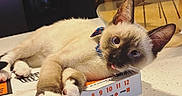 Casper is registered to the contest to win money with this photo: kitten, cat, siamese_cat, pizza_box, tongue_out, kitchen, counter, vase, plant, refrigerator, magnets, photos, indoor, pet, cute, relaxed, playful, animal, household, domestic