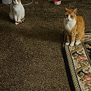 Henry is registered to the contest to win money with this photo: cat, orange_cat, white_cat, carpet, rug, indoor, pet_bowl, feeding_station, floor, animal, feline, two_cats, curious, sitting, domestic_cat, home, brown_carpet, decor, quiet, pets
