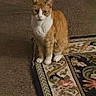 cat, orange_cat, white_cat, pet, indoor, rug, patterned_rug, carpet, animal, feline, sitting, looking_at_camera, floor, home, cozy, fur, whiskers, ears, paws, domestic_animal
