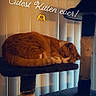 Henry joined the competition — help win amazing prizes! cat, kitten, sleeping, cat_tree, orange_tabby, pet, indoor, vertical_blinds, furniture, cozy, resting, animal, cute, domestic_cat, paw, quiet, nap, feline, fluffy, home