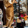 cat, orange_cat, white_cat, table, flowers, vase, living_room, carpet, glassware, furniture, decor, indoor, relaxed, pet, domestic_animal, wooden_table, colorful_flowers, household, cozy, orange_and_white